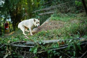 BIB: 
                            <button type="button" onclick="openModal(19425381)" class="btn btn-primary btn-sm float-right btn-popup" data-toggle="modal" data-target=".modal-high-quality">
                        <i class="fas fa-shopping-cart"></i> Add to Cart
                    </button>
                                            <button type="button" onclick="isThisMe(19425381, true)" class="btn btn-success btn-sm float-right btn-popup btn-isme hidden" data-toggle="tooltip" data-placement="bottom" title="นี่คือรูปของคุณใช่ไหม คลิกที่นี่เพื่อเอาเข้าอัลบั้ม">
                        <i class="fas fa-plus"></i> Add to album
                    </button>
                    <button type="button" onclick="isThisMe(19425381, false)" class="btn btn-warning btn-sm float-right btn-popup btn-isnotme hidden">
                        <i class="fas fa-ban"></i> Remove from album
                    </button>